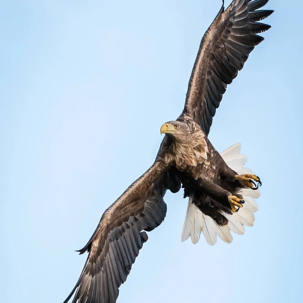 Ørnesafari på Rekdal